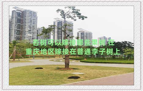 杏树可以嫁接哪些果树 在重庆地区嫁接在普通李子树上